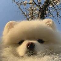 大沙皮来了