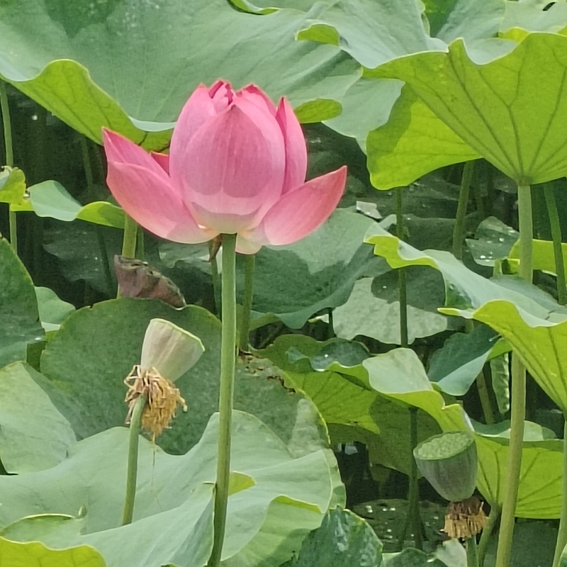 杨