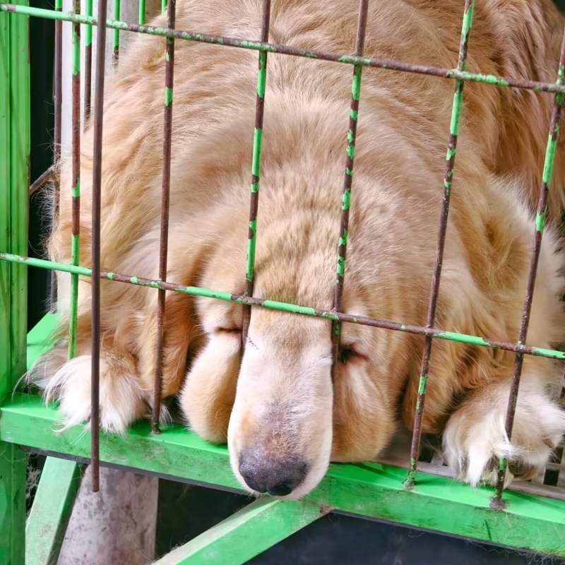 赵嘉琛